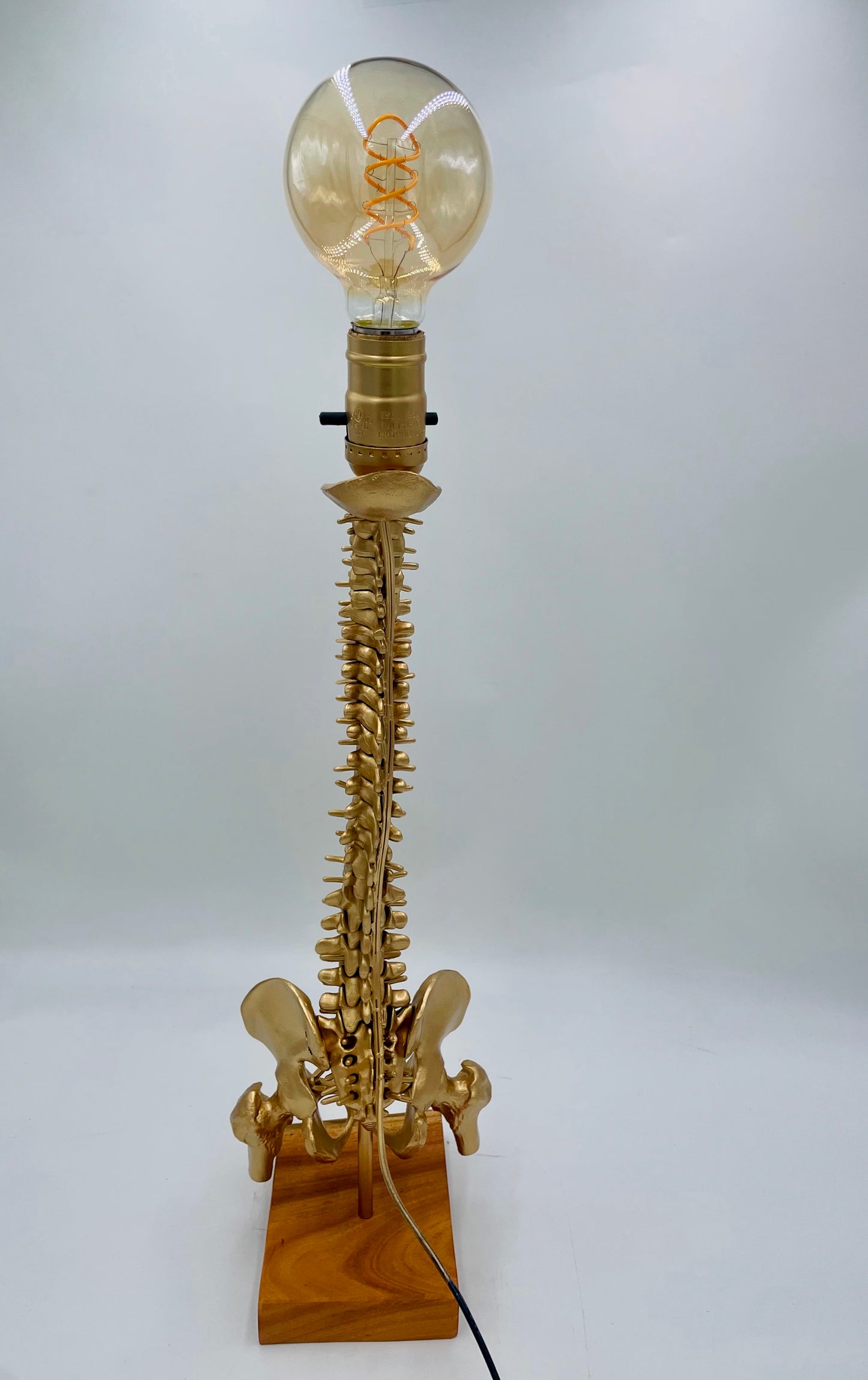 Columna Vertebral